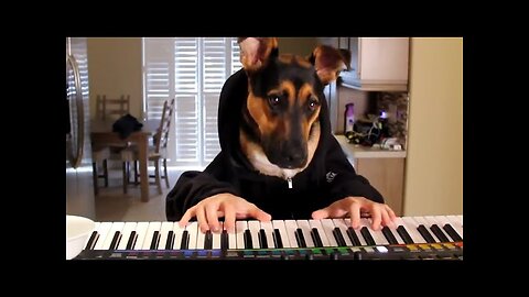 16 Hilarious Pet Videos Compilation