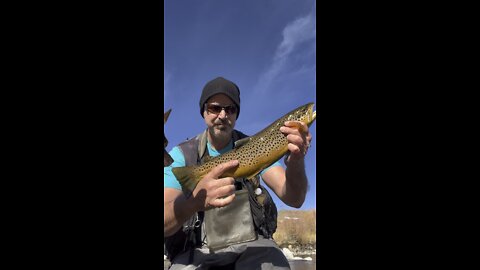 Flyfishing for brown trout