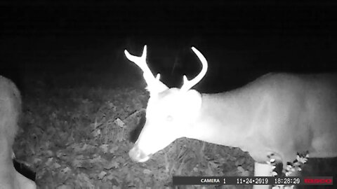 Herd Management using cameras