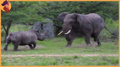 Battles Of The Wild! When Heavy Animals Fight Each Other!