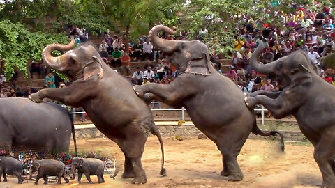 Elephants Dance At Dehiwala National Zoo (Sri Lanka)