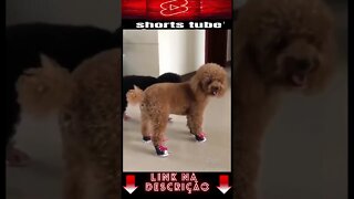 Os Cachorros e Gatos mais Engraçados do Mundo! #shorts #010