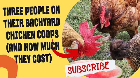 Three people on their backyard chicken coops (and how much they cost)