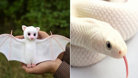 Discover the World's Rarest Albino Animals Unveiling Nature's Mysteries