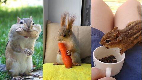 Tiny Squirrel/Chipmunks being adorable for 9 minutes