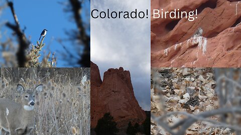 Colorado Birding Trip!