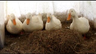 Ducks Being Ducks in the Hay