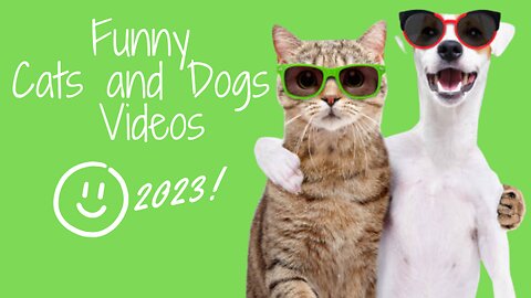 Funny Cats and Dogs Videos 2023