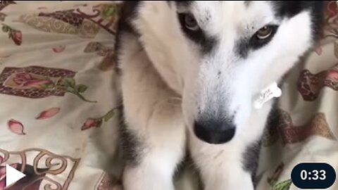 Siberian Husky Protests on the Bed