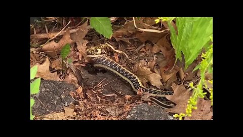 Highlights video- garter snake eating frog