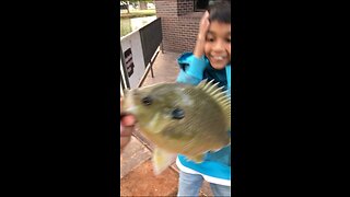 GIANT BLUEGILL