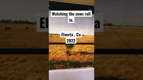 Brahman Cows coming in. Dyer field , Elverta, California .