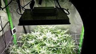 Seven Leaf Genetics "Leroy" Bx75 - BroGro Episode 5 Day 29 Flower