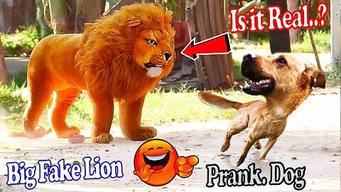 Funny video Prank Dog Funny And Fake Lion And Fake Tiger Prank 😂🤣