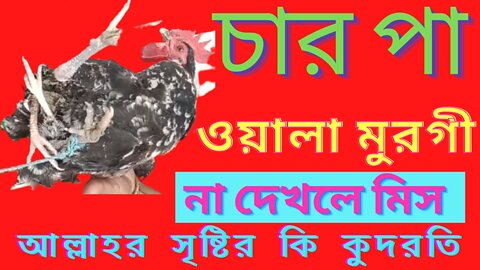 চার পা ওয়ালা মোরগ। 4 legs hen