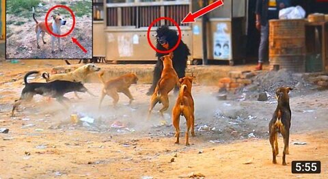 Monkey Vs Dog Real Fight 🐕🥊/Funny Dog Vs monkey Video/Funny video Comedy Prank🐱🦮 2022