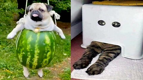 Funny Dog And Cat 😍🐶😻 Funniest Animals #202