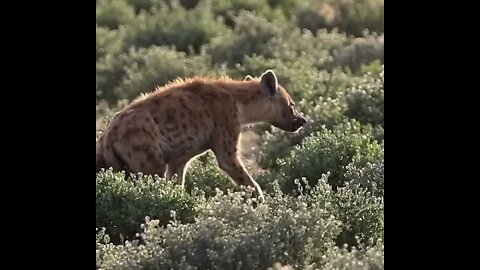 During a hunt, spotted hyenas often run through zebra herds to select an individual to attack.