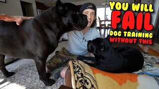 You Will FAIL Dog Training Without This - My Purpose - Corso