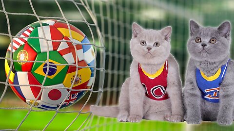 kittens play football ❤️ | Adorable Kittens Play Football | Animal Vised