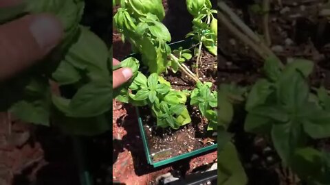Pruning & Training Vegetable Plants at Home