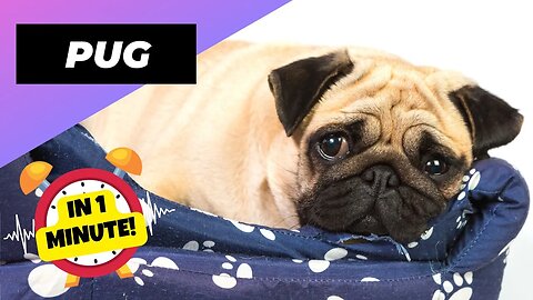 Pug - In 1 Minute! 💔 The Heartbreaking Truth About Pug Health! | 1 Minute Animals