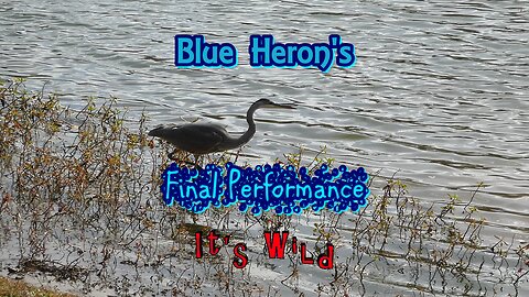 Blue Heron’s Final Performance