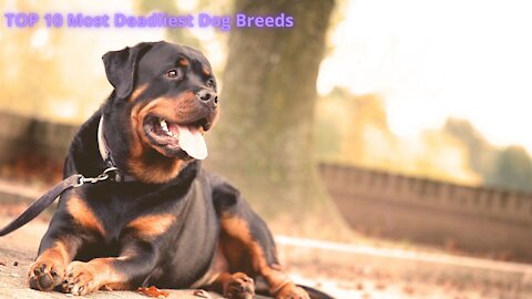 Deadly Dogs - Top 10 Deadliest Dog Breeds in the World!