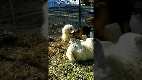 Puppies meet baby goat #goats #puppies #homesteading #homesteadlife #farm #farmlife #babygoats