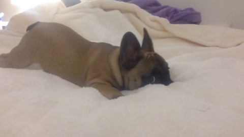 6 months old, French Bulldog nervous with the camera