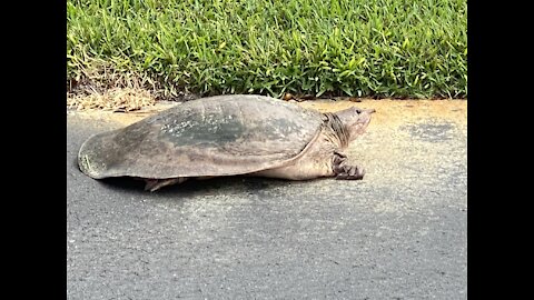 Big Turtle Out for a Walk