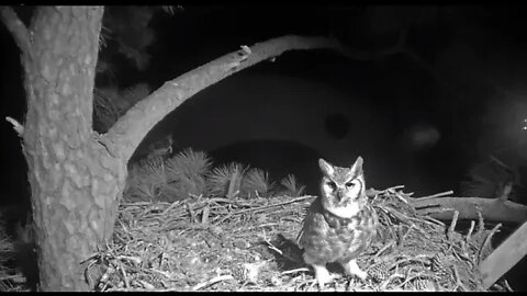 Great Horned Owls-Morning Delight 🦉 1/18/22 4:37 AM