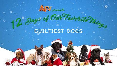 AFV's 12 Days of Christmas Guiltiest Dogs