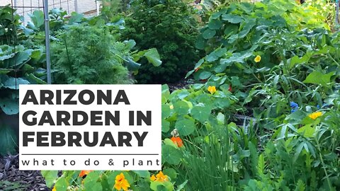 ARIZONA GARDEN in FEBRUARY: What TO DO & PLANT