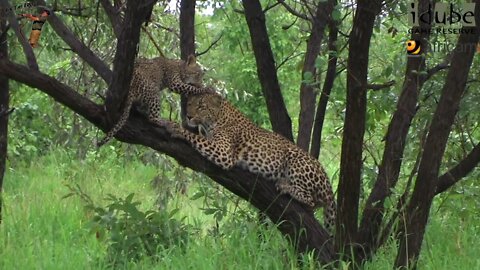 Leopard And Cub - Life Outside The Bushcamp - 11: The Day Of The 2013 Flood