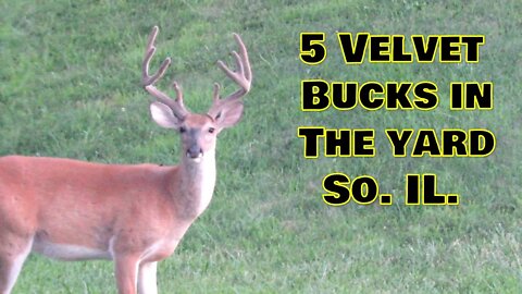 5 Velvet bucks in the yard, Southern Illinois land management rewards!