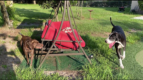 Pointer Dog Points Out Exactly Where Lizard Is Hiding