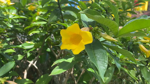 Yellow Trumpet Flower at Cypress Gardens, FLA 2023