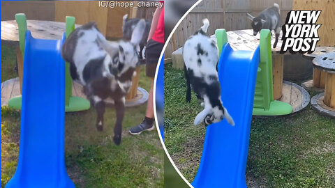 How baby goats use a slide can't be 'bleat'