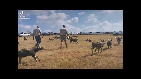 AFRICAN WILD DOGS ZA BOTHONGO RHINO AND LION PARK ZA SOUTH AFRICA...#SHORTVIDEOS