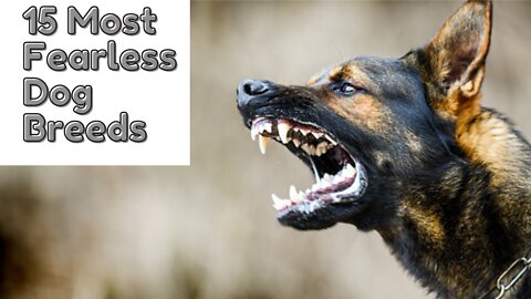 15 Most Fearless Dog Breeds in the World!!!