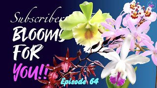 SUBSCRIBERS INSPIRE| You color my life | Blooms for YOU! Episode 64 🌸🌺🌼💐#Orchids #OrchidsinBloom