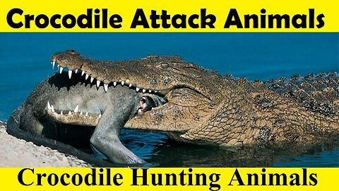 Crocodile Hunting Animals. Many Animals Attacked by Crocodile (Tutorial Video)