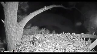 A Frog Snack For The Owlet 🦉 3/9/22 21:57