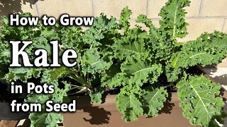 How to Grow Kale from Seed in Containers and Grow Bags | Easy Planting Guide