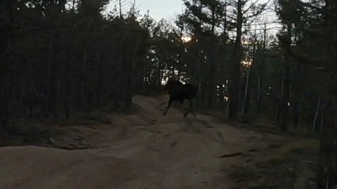 Watch out for Moose!