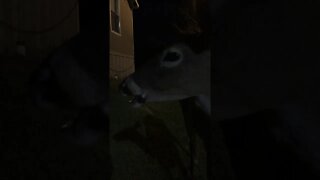 deer feeding