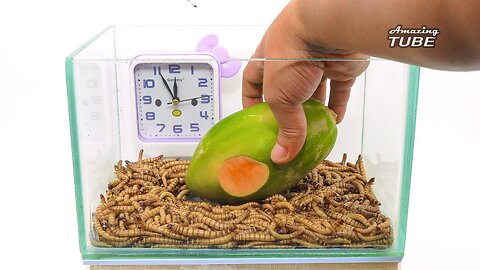 Mealworms VS Fruits - Time Lapse