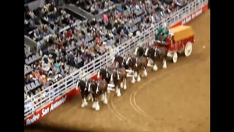 Budweiser Clydesdale Horse Accident (Happy Ending) San Antonio Rodeo