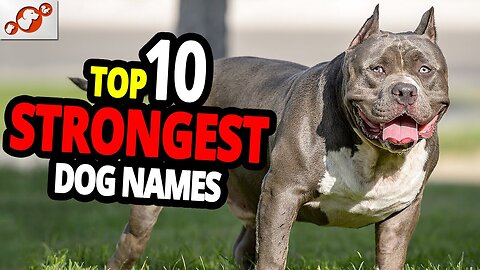 🐕 TOP 10 Strongest Dog Names - for Male And Female Dogs